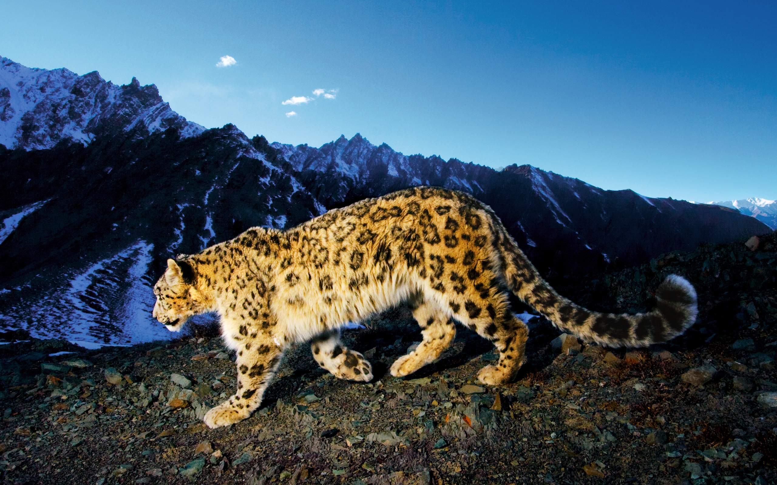 Montagne Innevate Il Leopardo Delle Nevi Con Nuvole