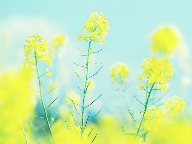 Bright Yellow Rapeseed Flowers Wallpaper Flower Photography Floral