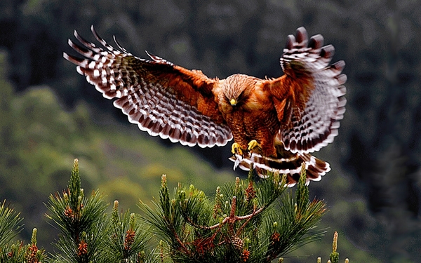 Hawks Bird Of Prey Flying Birds Wallpaper