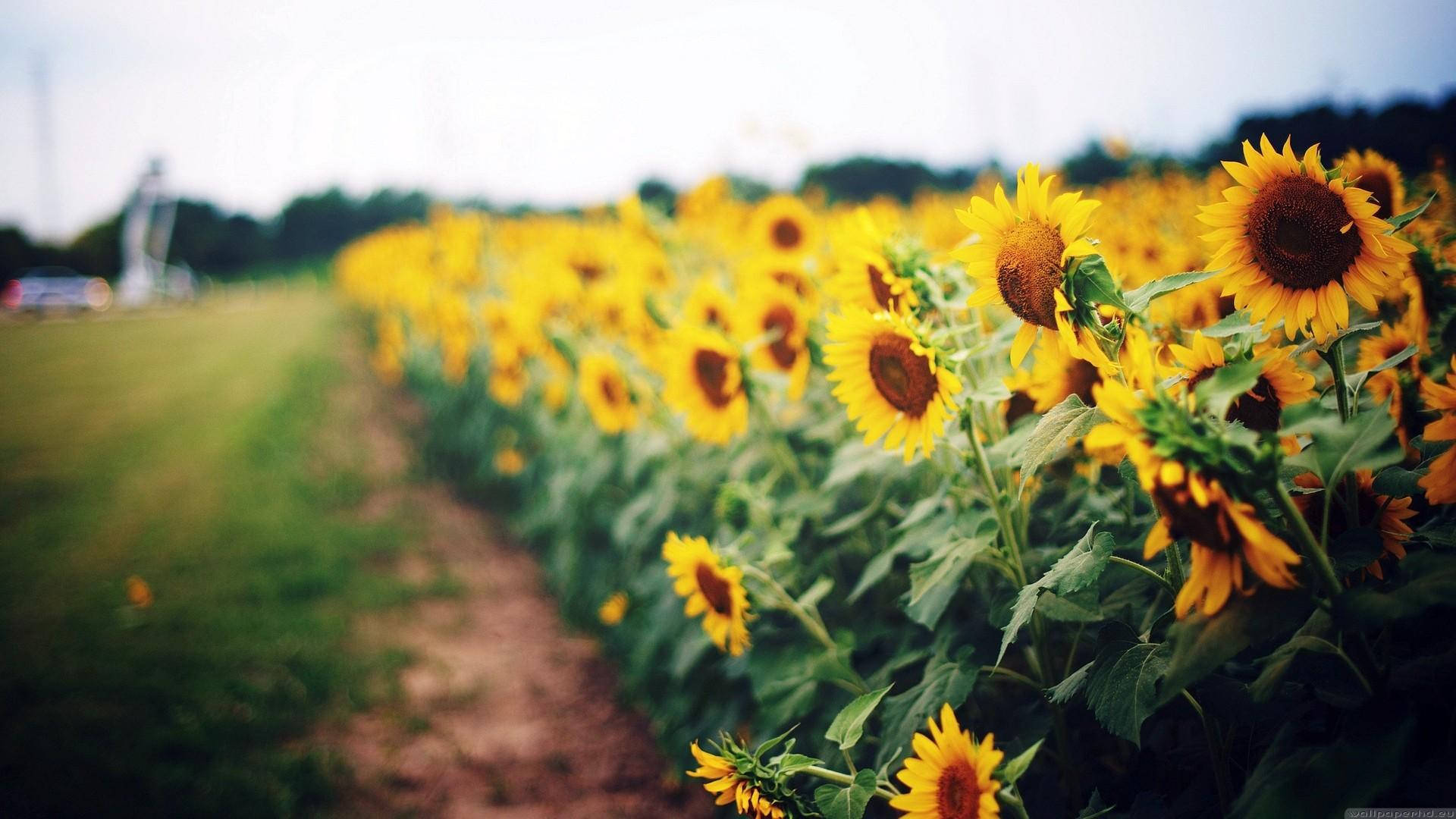 Sunflower Field Wallpaper