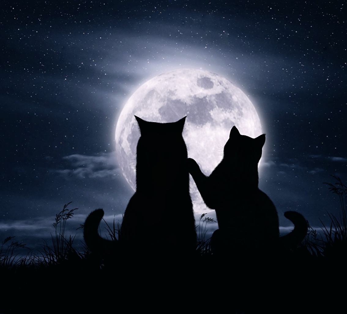 Desktop Wallpaper Cat Silhouette Two Love Moon Animals