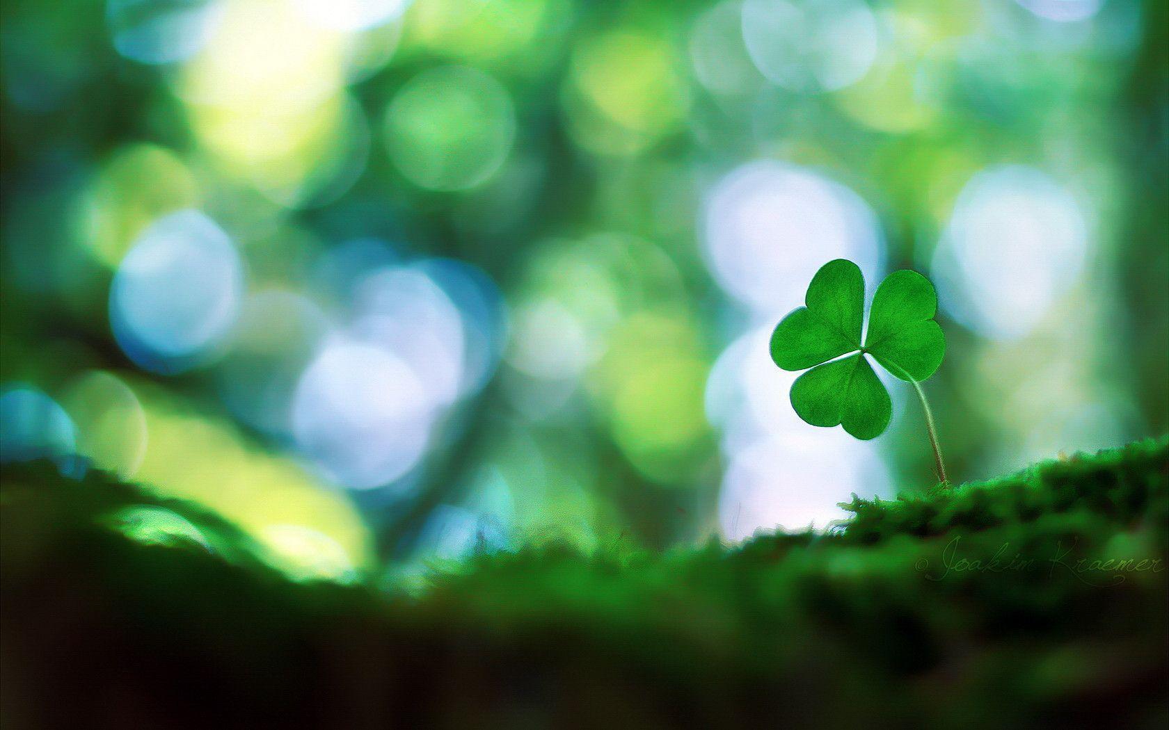 Wallpaper Shamrock