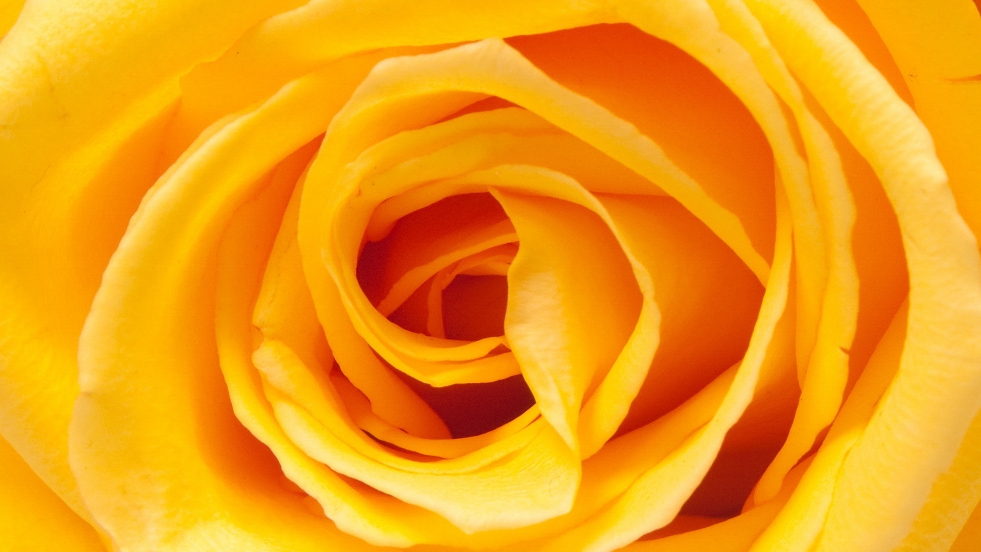 Yellow Rose Wallpaper High Definition Quality Widescreen