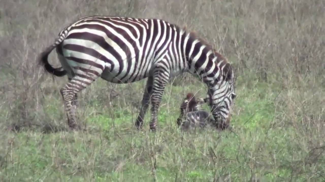 Baby Zebra Pictures HD Wallpaper Pretty