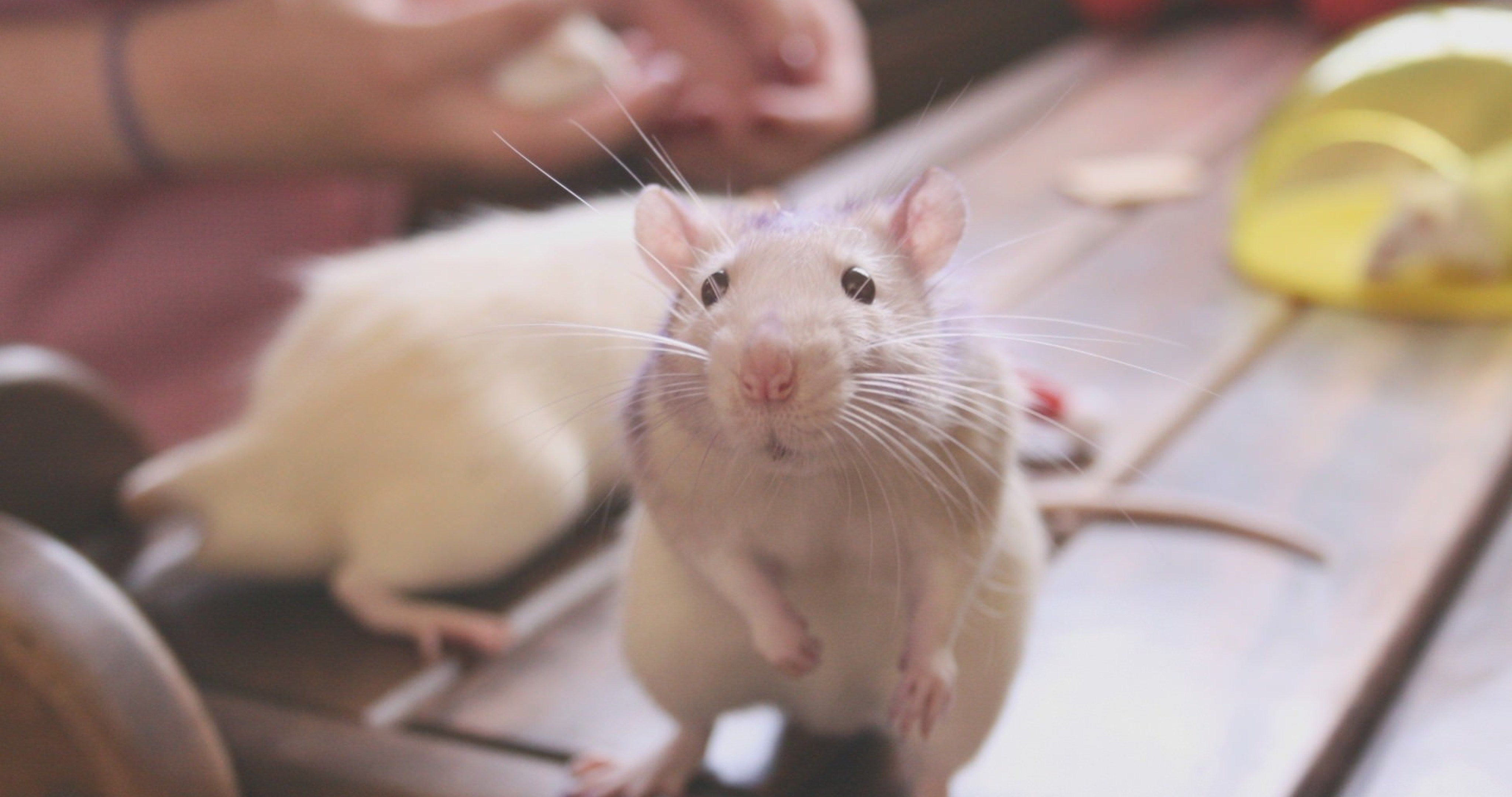 Rat 4k Ultra HD Wallpaper Cute Rats Pet Funny
