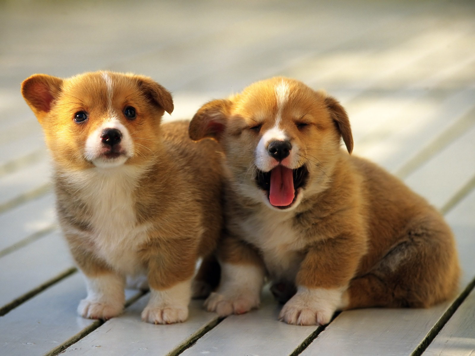 Cute Corgi Puppies Magic4walls