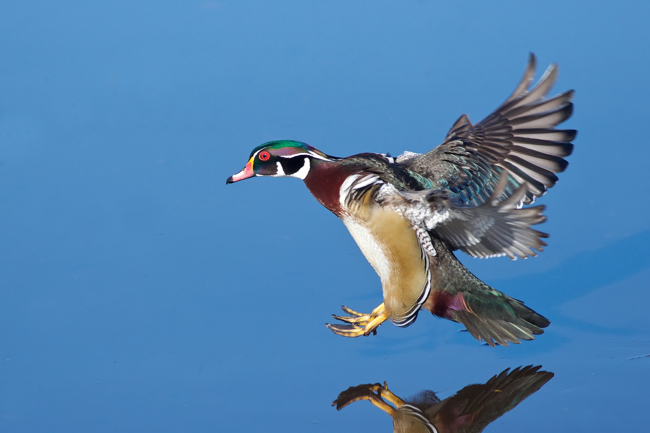 Female Wood Duck Flying A Lands