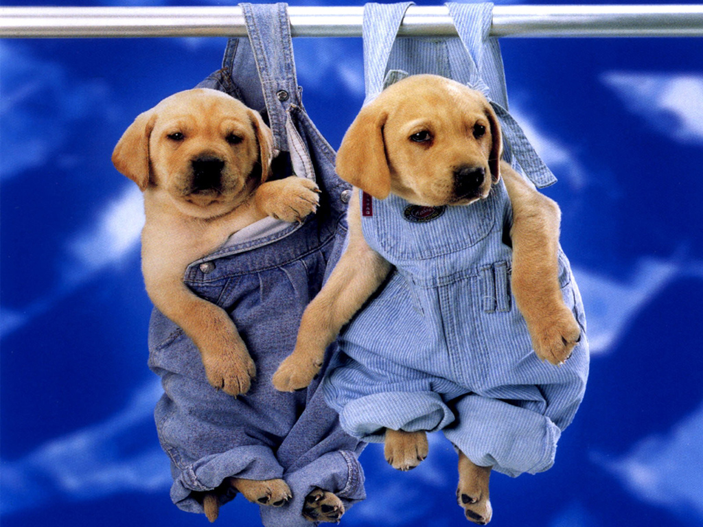 Cute Puppies Labrador Wallpaper For Your Puter Desktop