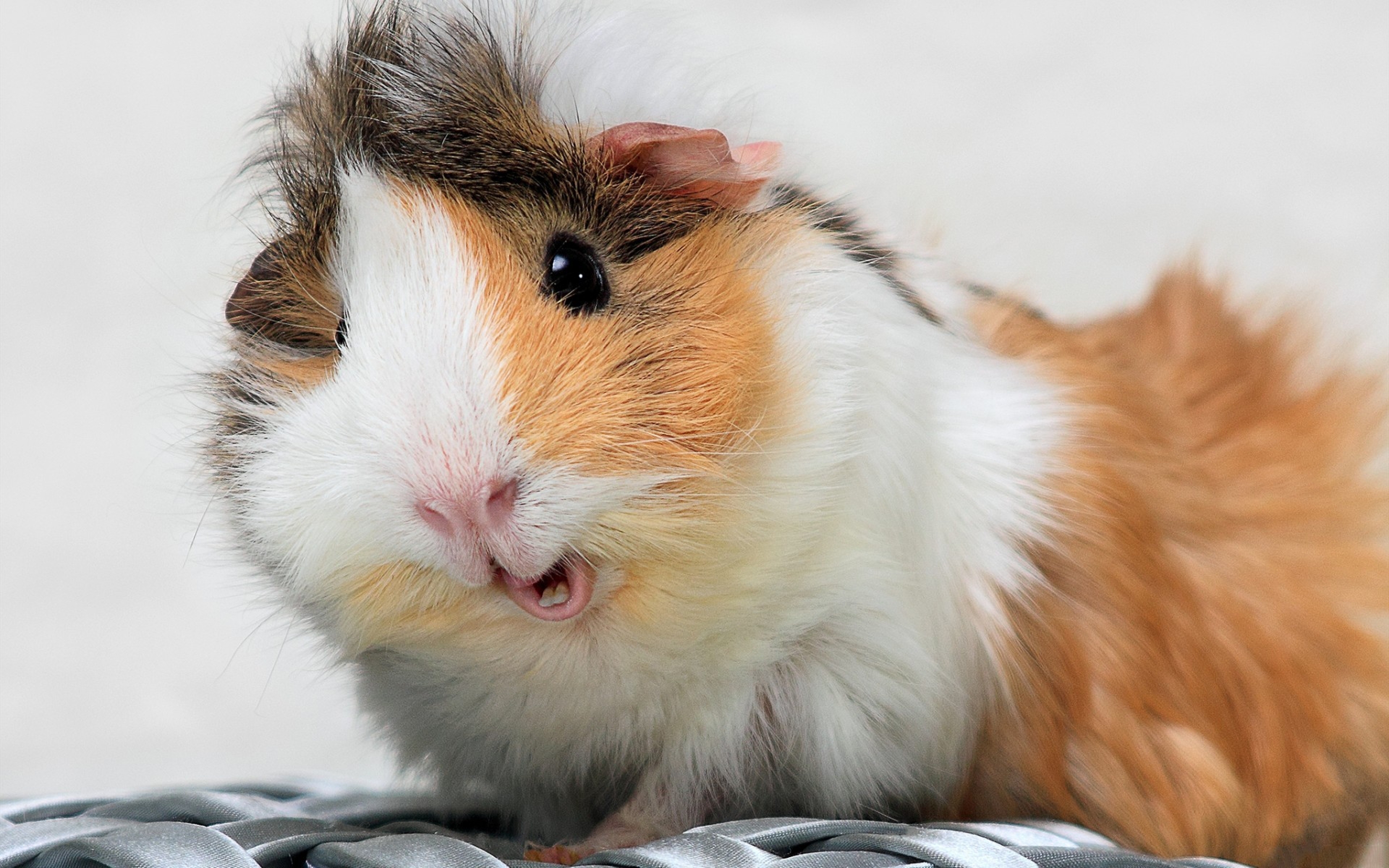 Wallpaper Guinea Pig Spotted Furry Ultra HD 4k