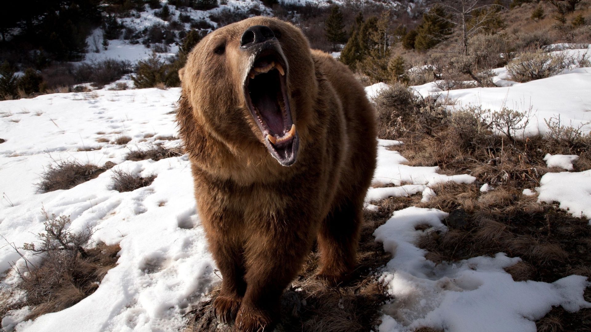 Scary Grizzly Brown Bear Wallpaper