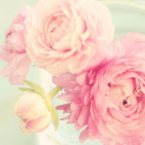 Light Pink Peonies Wallpaper For Flower Photography