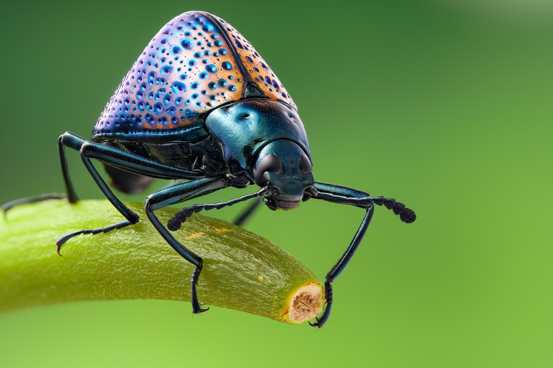 Macro Insect Animal Beetle HD Wallpaper By Andr De Kesel