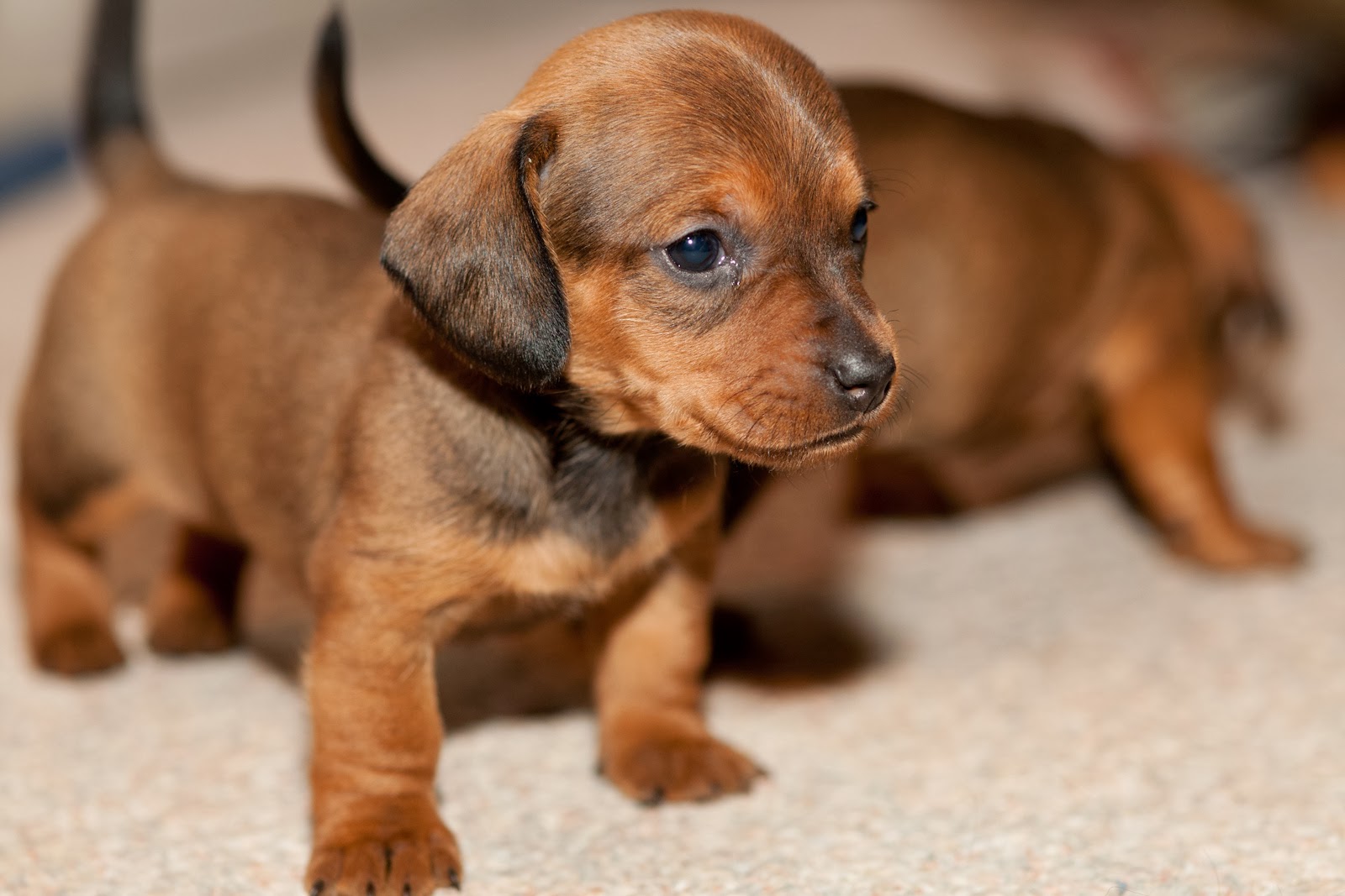 Puppies Pictures And Wallpaper Dachshund Small Breeds Dogs Cute