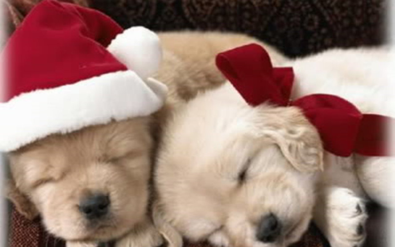 Christmas Puppies Wallpaper Grasscloth