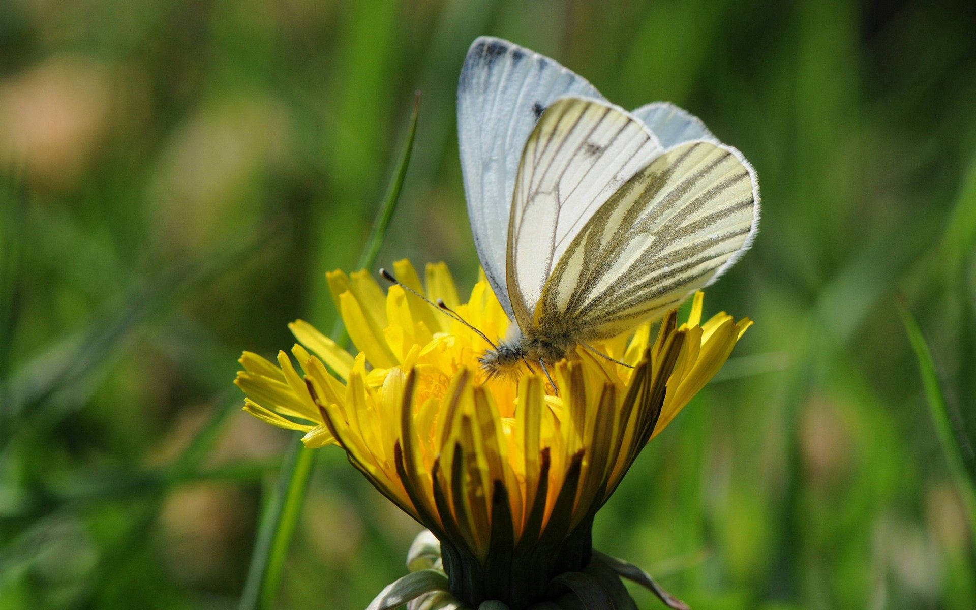 White Butterfly On Flower D1153Vttv68Afdvn Wallpaper