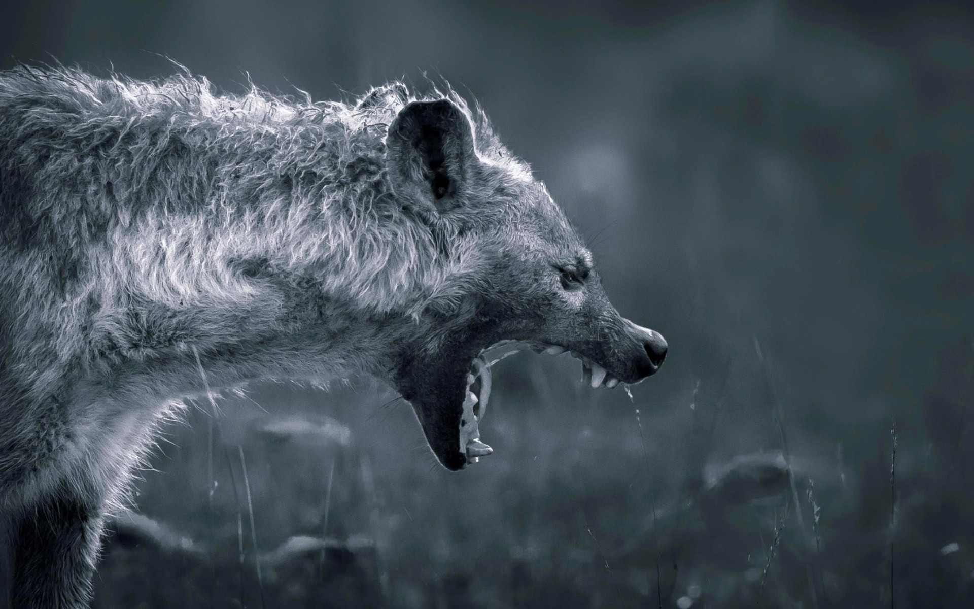 Hyena Wallpaper And Background Image