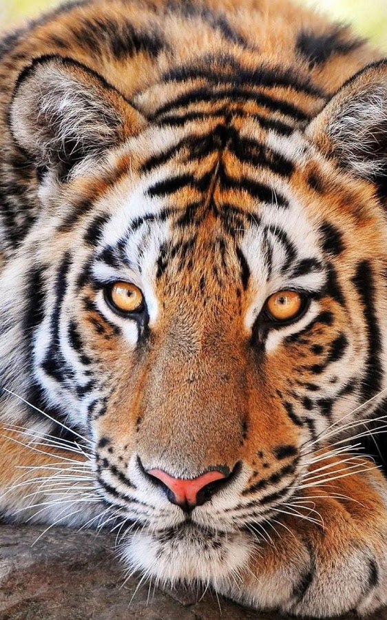 Tiger Live Wallpaper Android Apps On Google Play