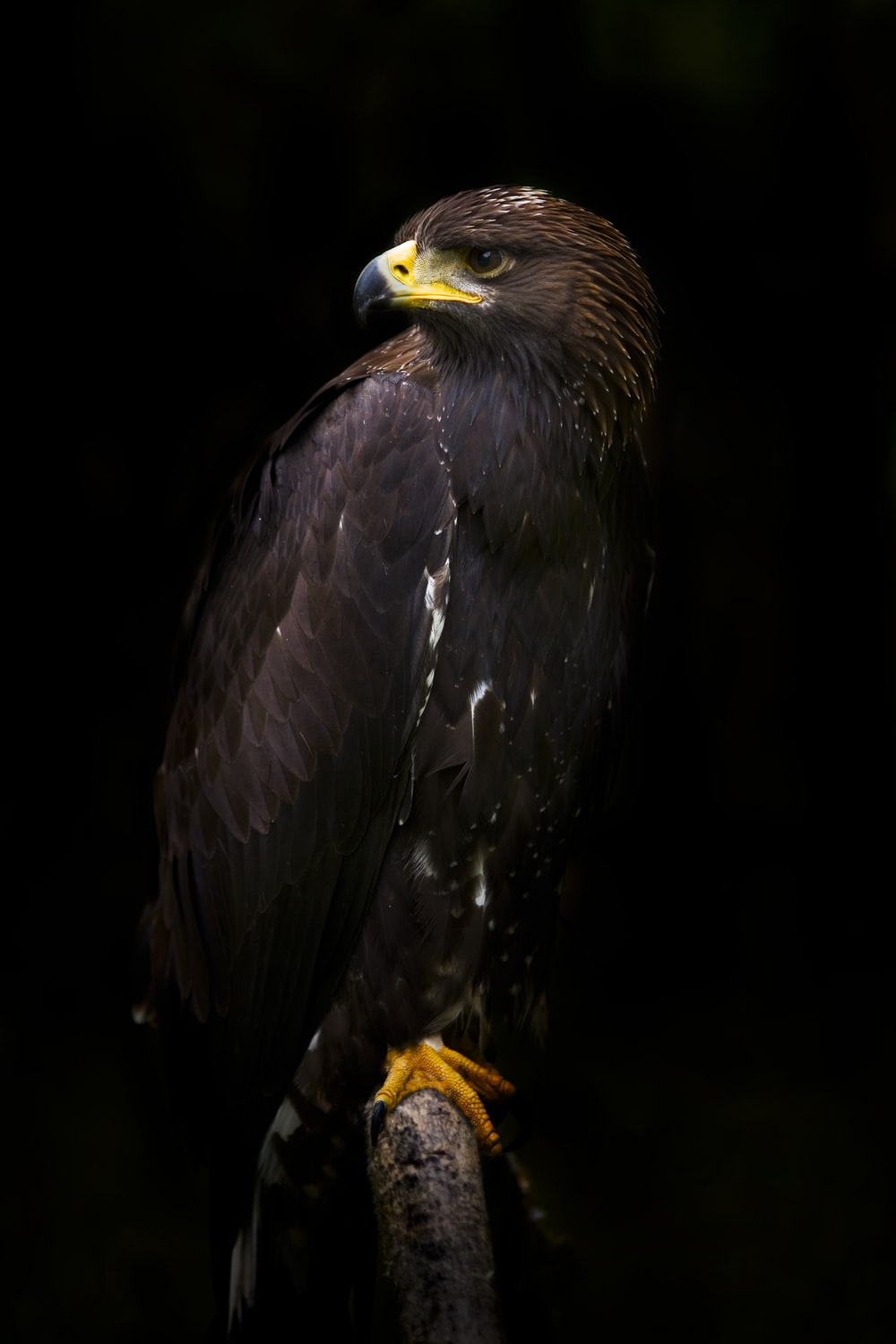 30k Black Eagle Pictures Image