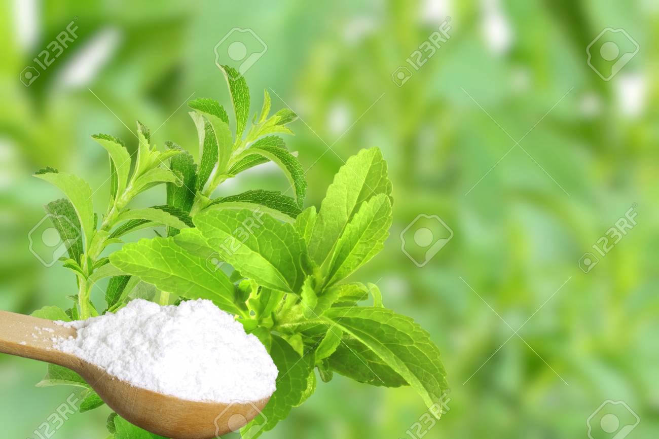 Sugar Substitute Stevia Plant And Extract Powder On Unfocus