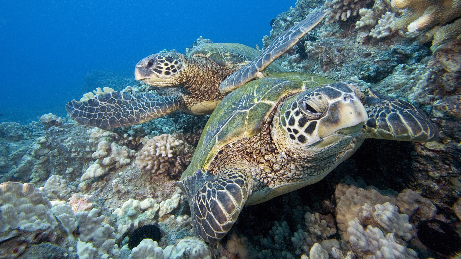 Turtle Wallpaper Cute Underwater Turtles HD