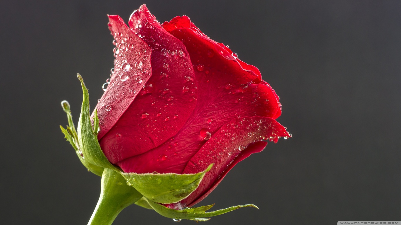 Beautiful Red Rose Drops Of Water 4k HD Desktop Wallpaper For