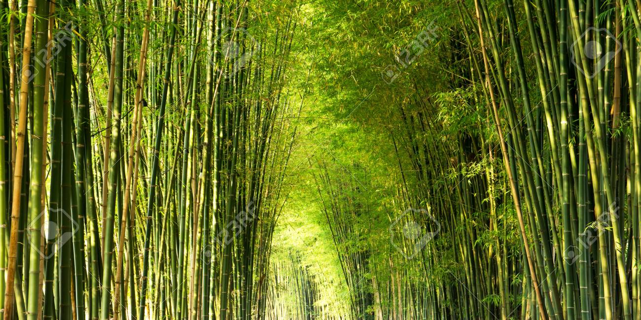 Panorama Bamboo Forest Or Grove And Sun Light Background