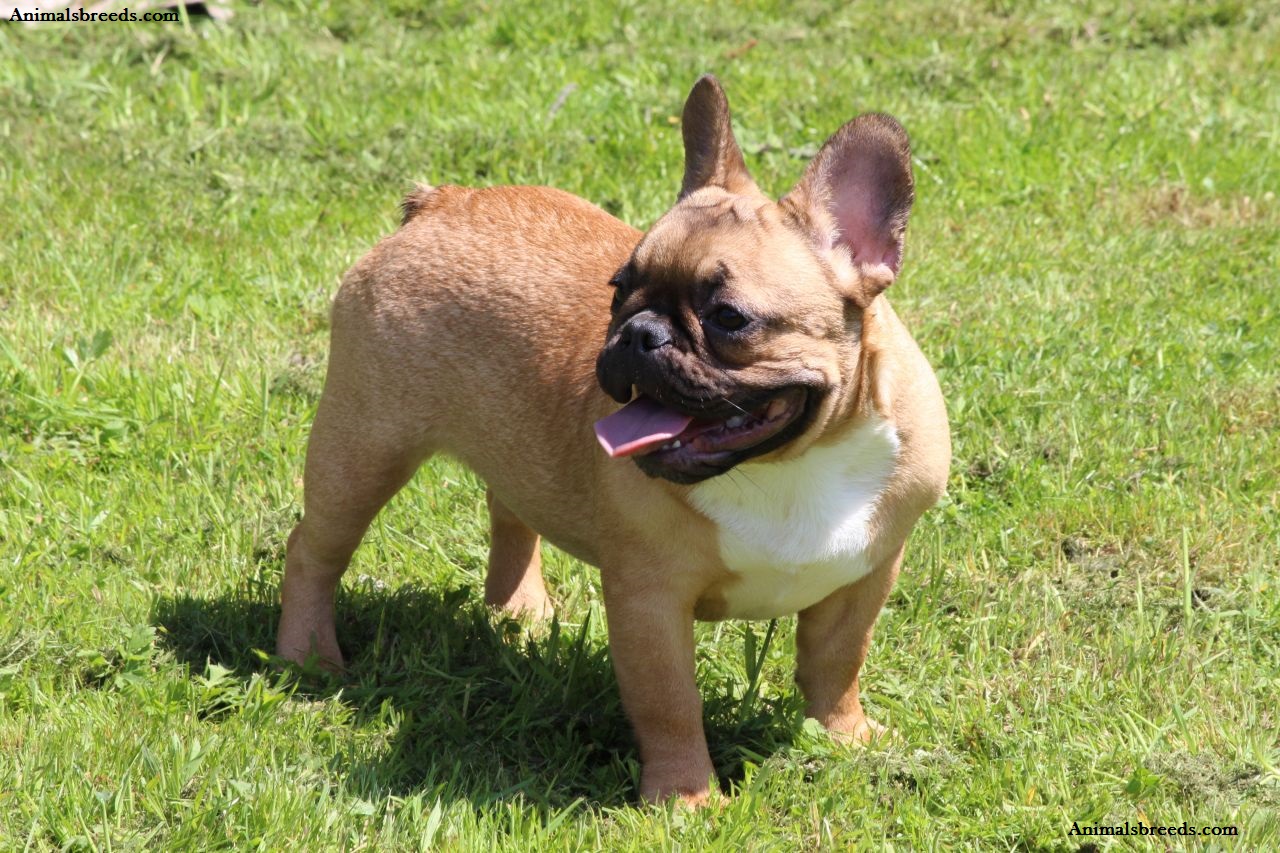 French Bulldog Puppies Rescue Pictures Information Temperament
