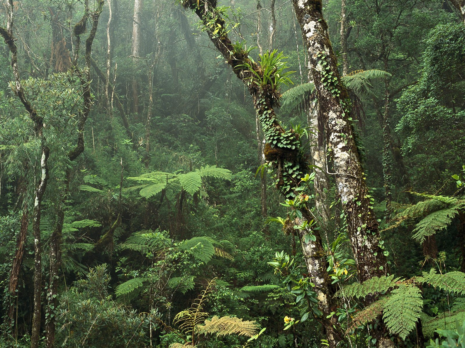 Montane Rainforest Wallpaper Stock Photos