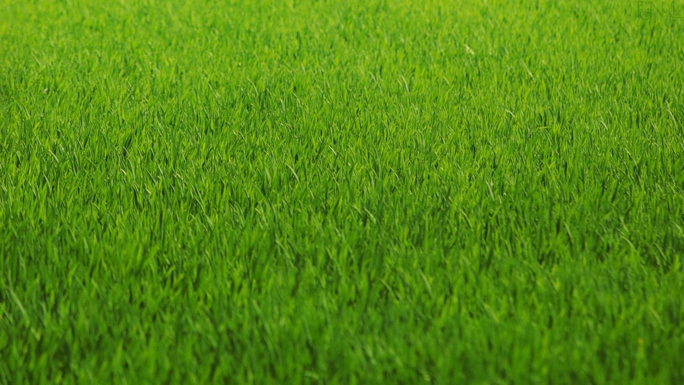 Green Grass Wallpapers Screensavers   Ventubecom