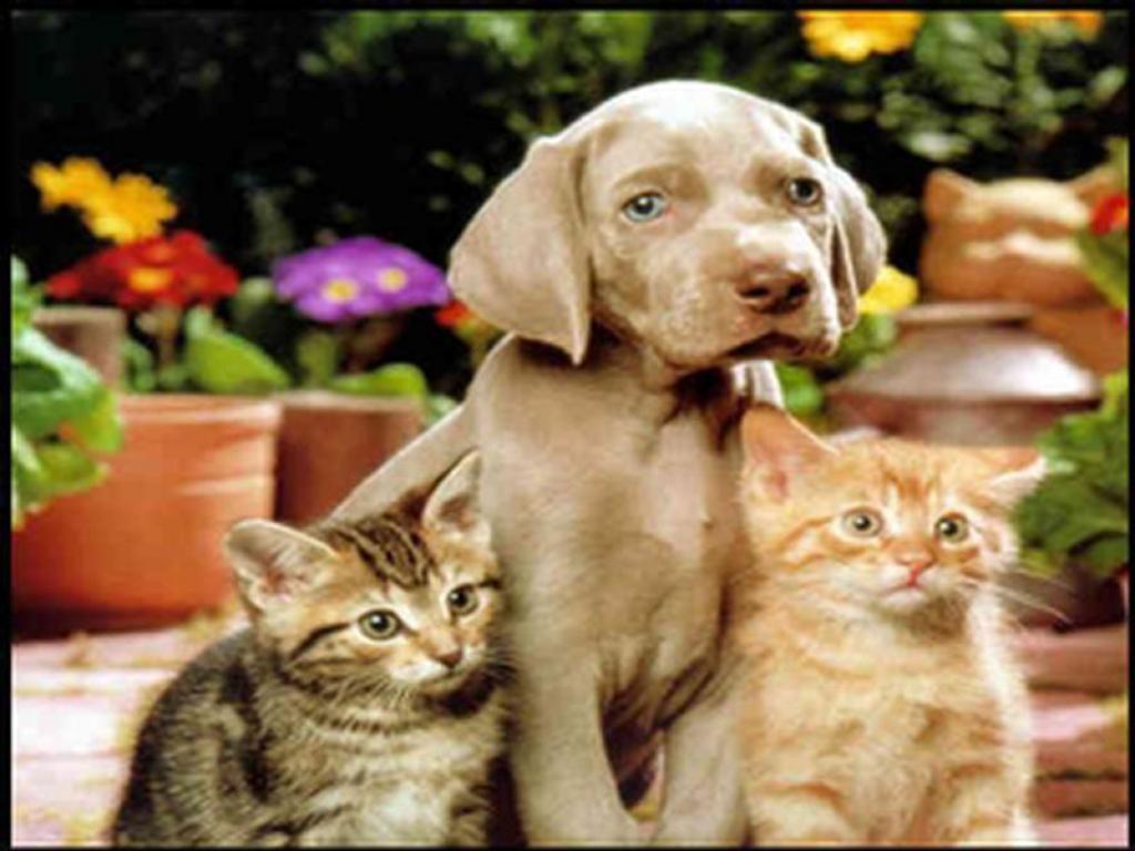Dogs Vs Cats Image And Wallpaper Photos