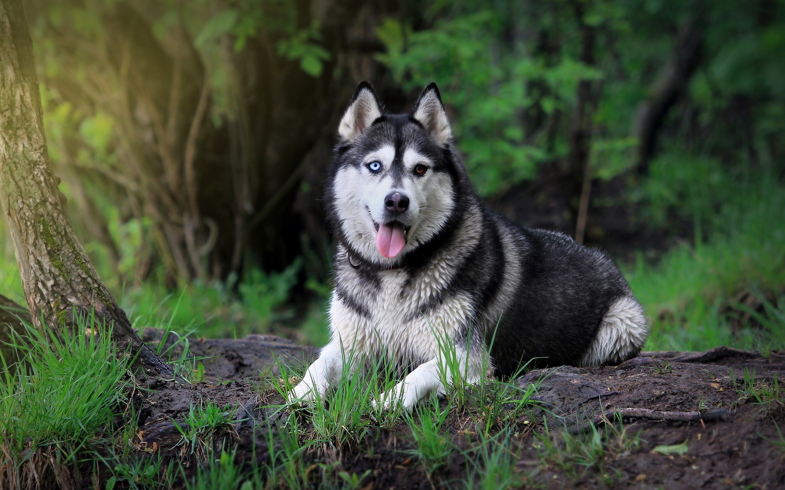 Free download Unique Siberian Husky Dog Wallpaper HD Wallpaper with  2560x1600 [2560x1600] for your Desktop, Mobile & Tablet | Explore 42+ Cool  Husky Wallpapers | Siberian Husky Wallpaper, Husky Wallpaper, Husky  Wallpaper Desktop