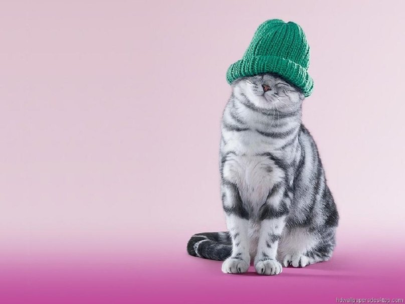 Cat in the hat Wallpaper