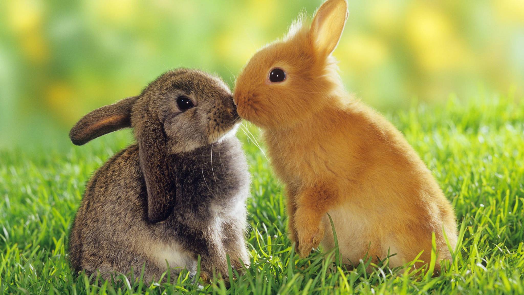 Kissing Rabbits HD Wallpaper Background Image Id