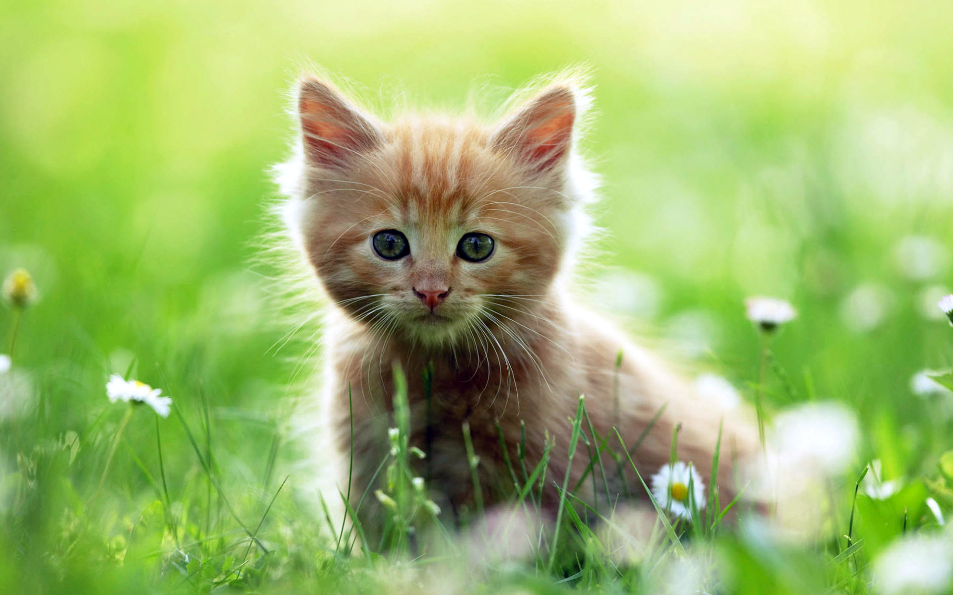 Awesome Cute Baby Cat Wallpaper HD