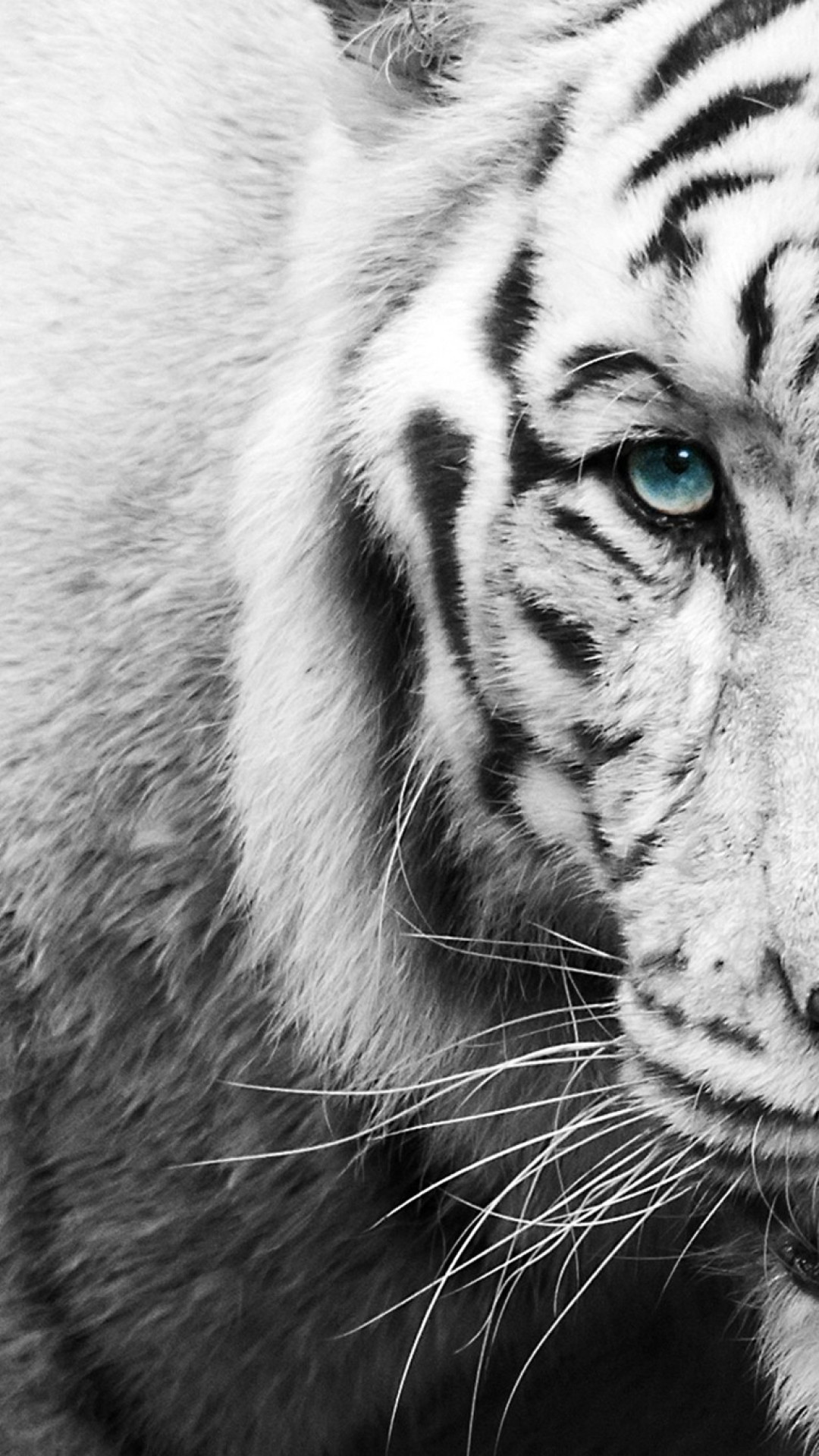 Black And White iPhone Wallpaper