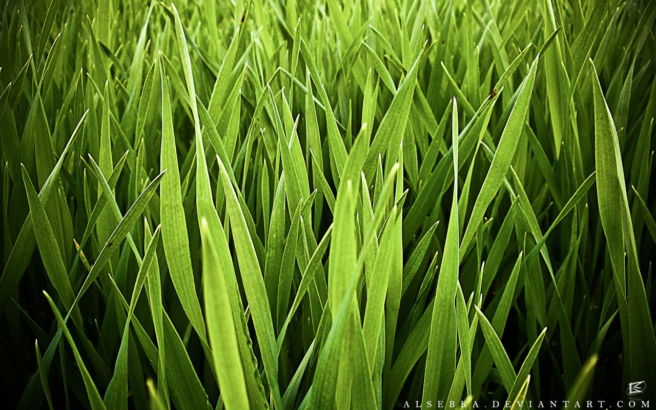 GrassWallpaperjpg 1280x800