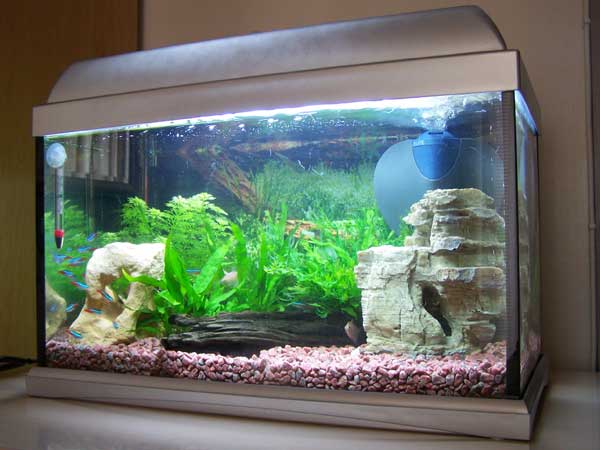 Tropical Fishes For Aquarium Fish Tanks
