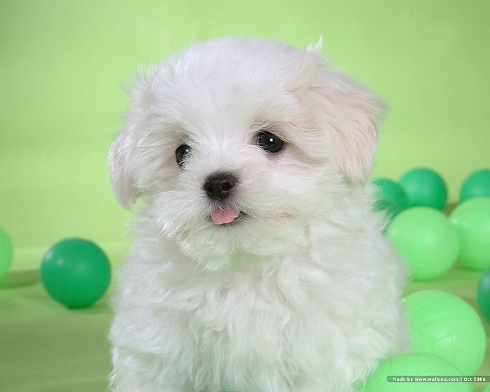 Maltese Puppy Puppies Wallpaper White
