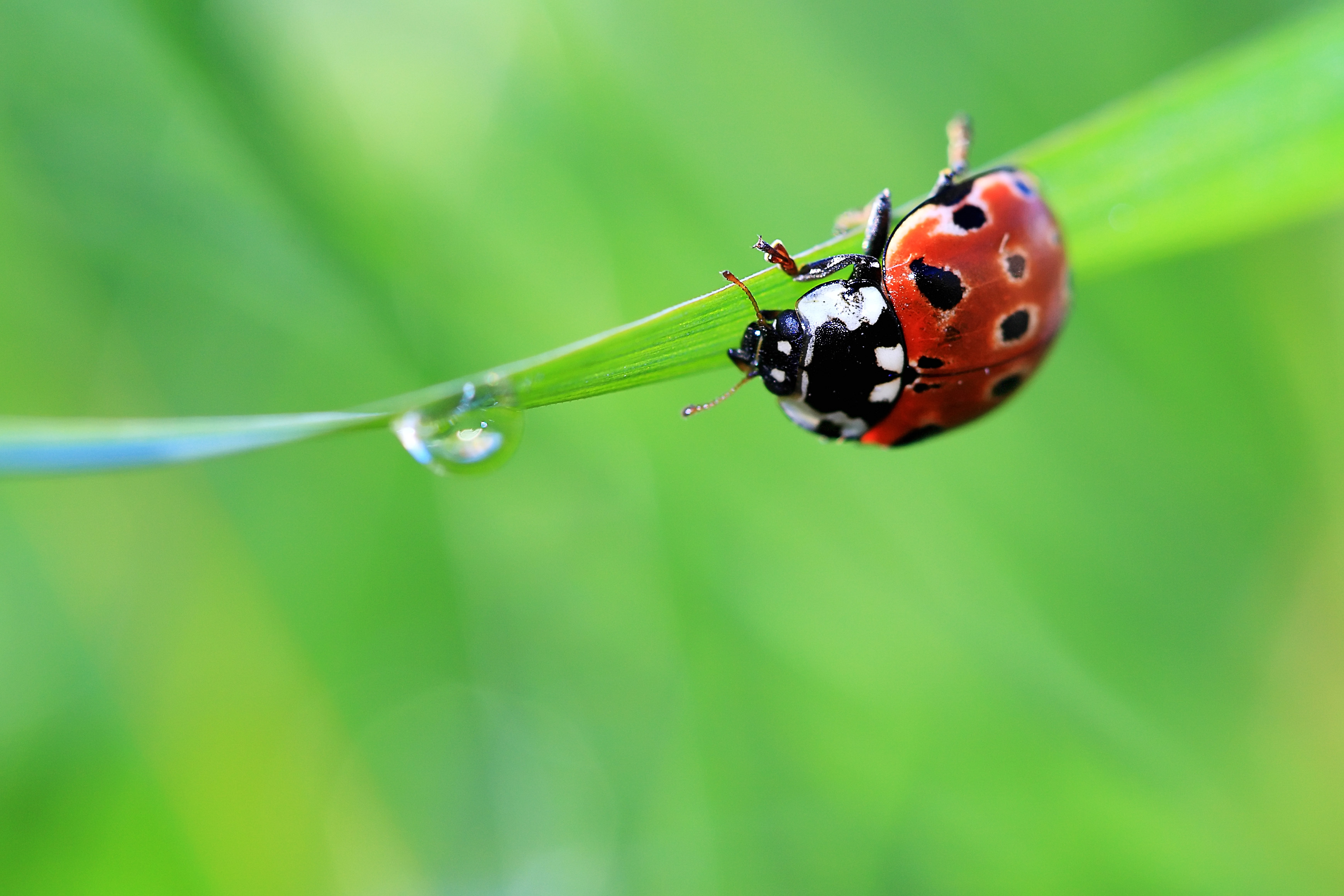 Wallpaper Ladybug Drop Grass Summer Green Macro
