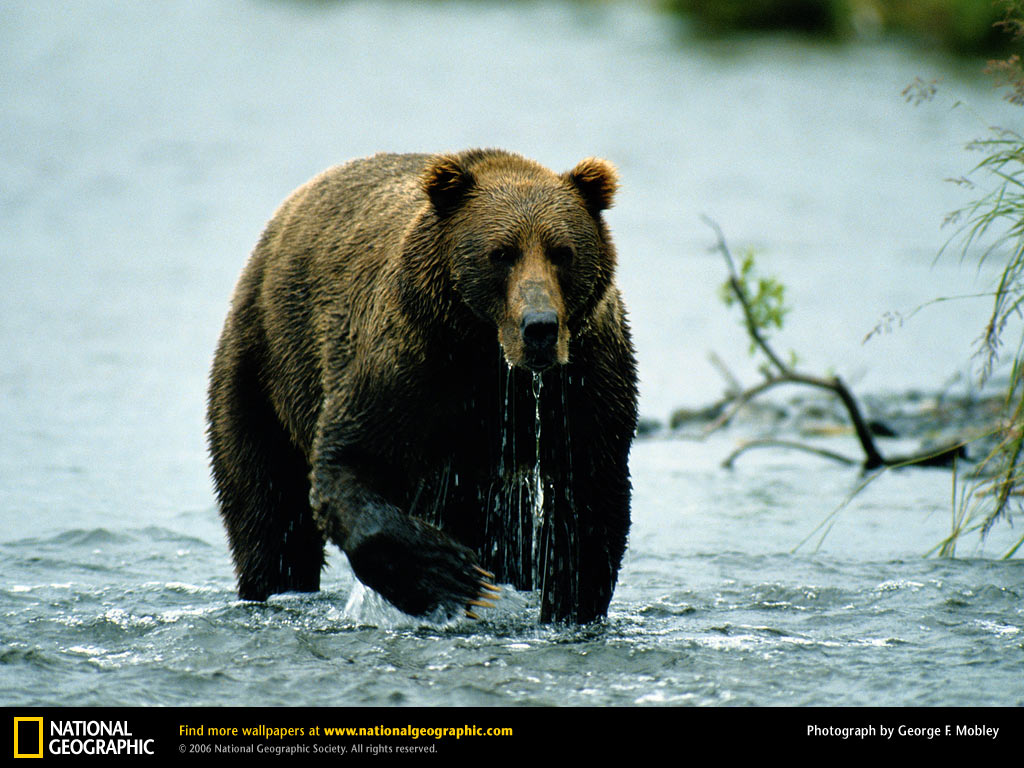 Bear Desktop Wallpaper