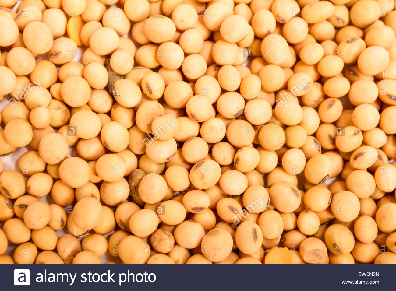 Free download Lots of soybean background Stock Photo 84224441 [1300x956