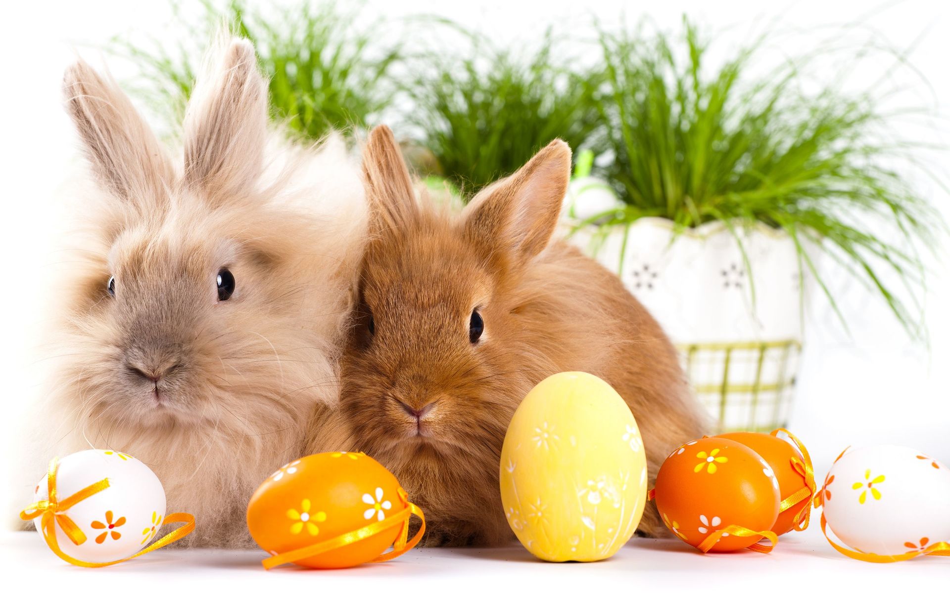 Bunnies And Eggs