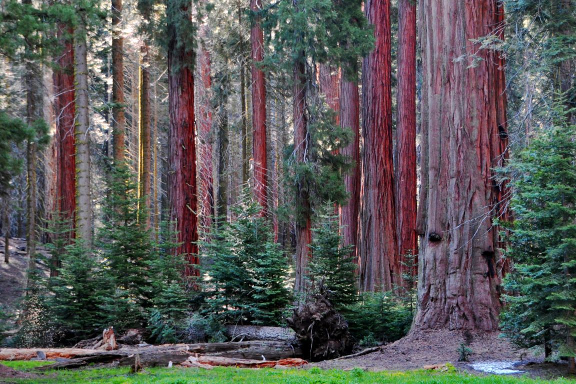 Sequoia National Park Image HD Wallpaper
