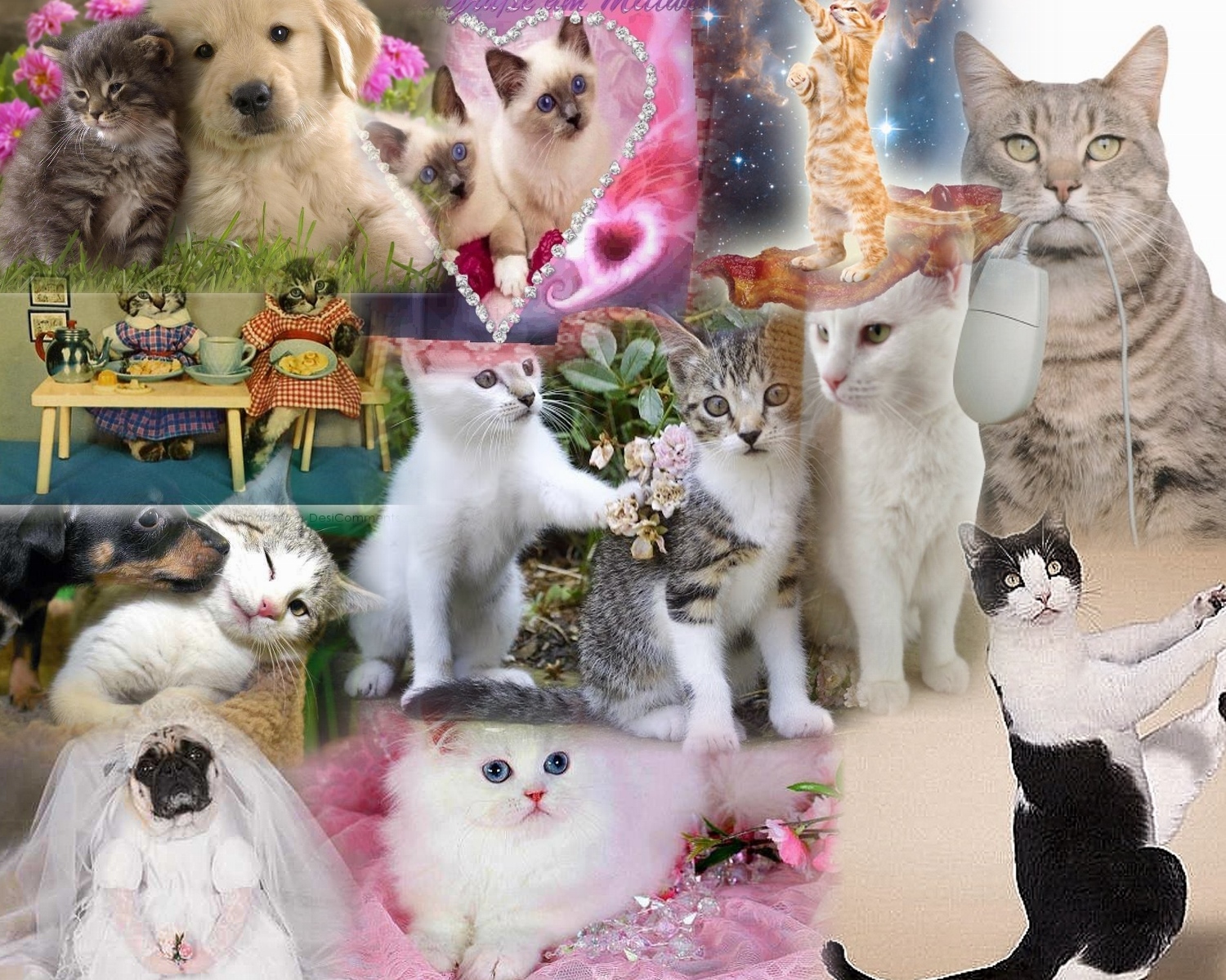 COLLAGE OF CATS