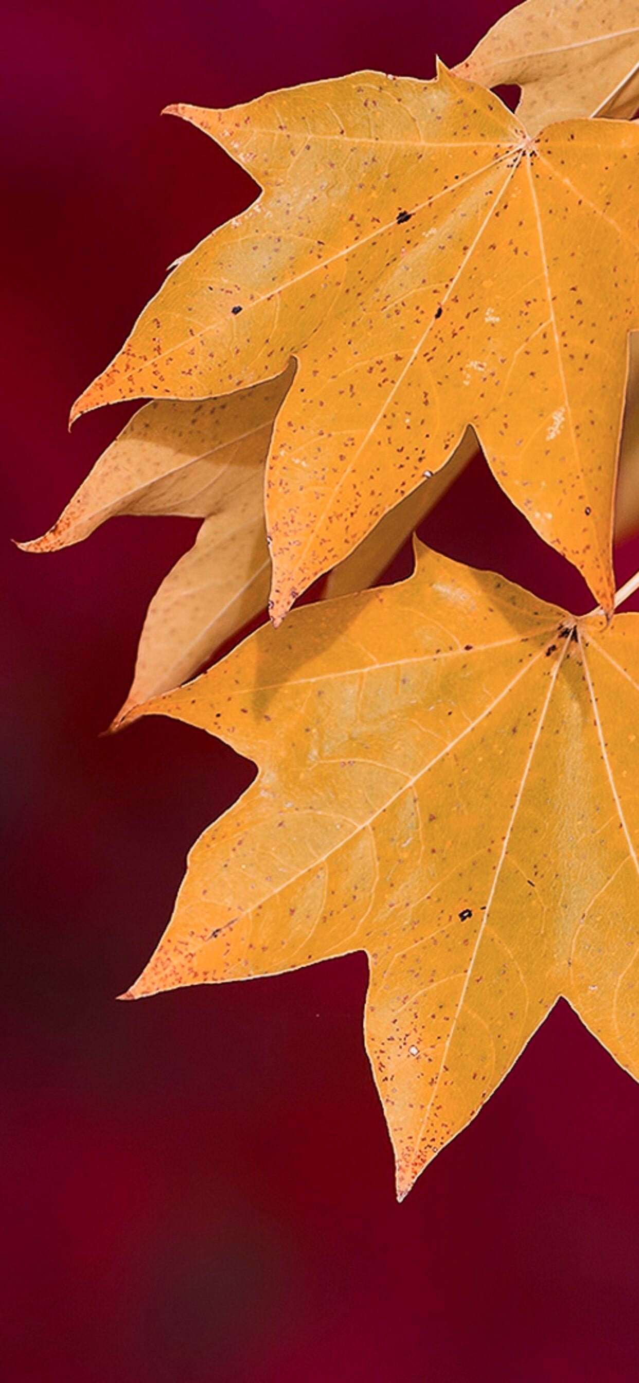 Autumn Foliage Wallpaper