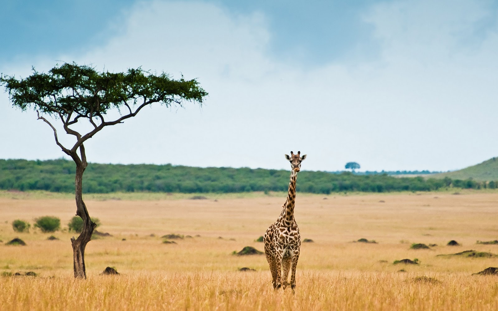 Giraffe Achtergronden Dieren HD Wallpaper Foto Jpg