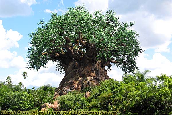 Disney World Animal Kingdom Tree Of Life Desktop Background For