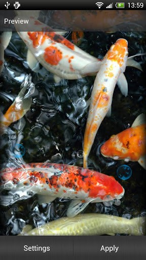 Koi Fish Live Wallpaper S Jpg
