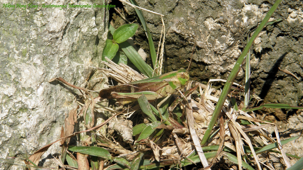 Hong Kong Grasshopper Wallpaper Hiking