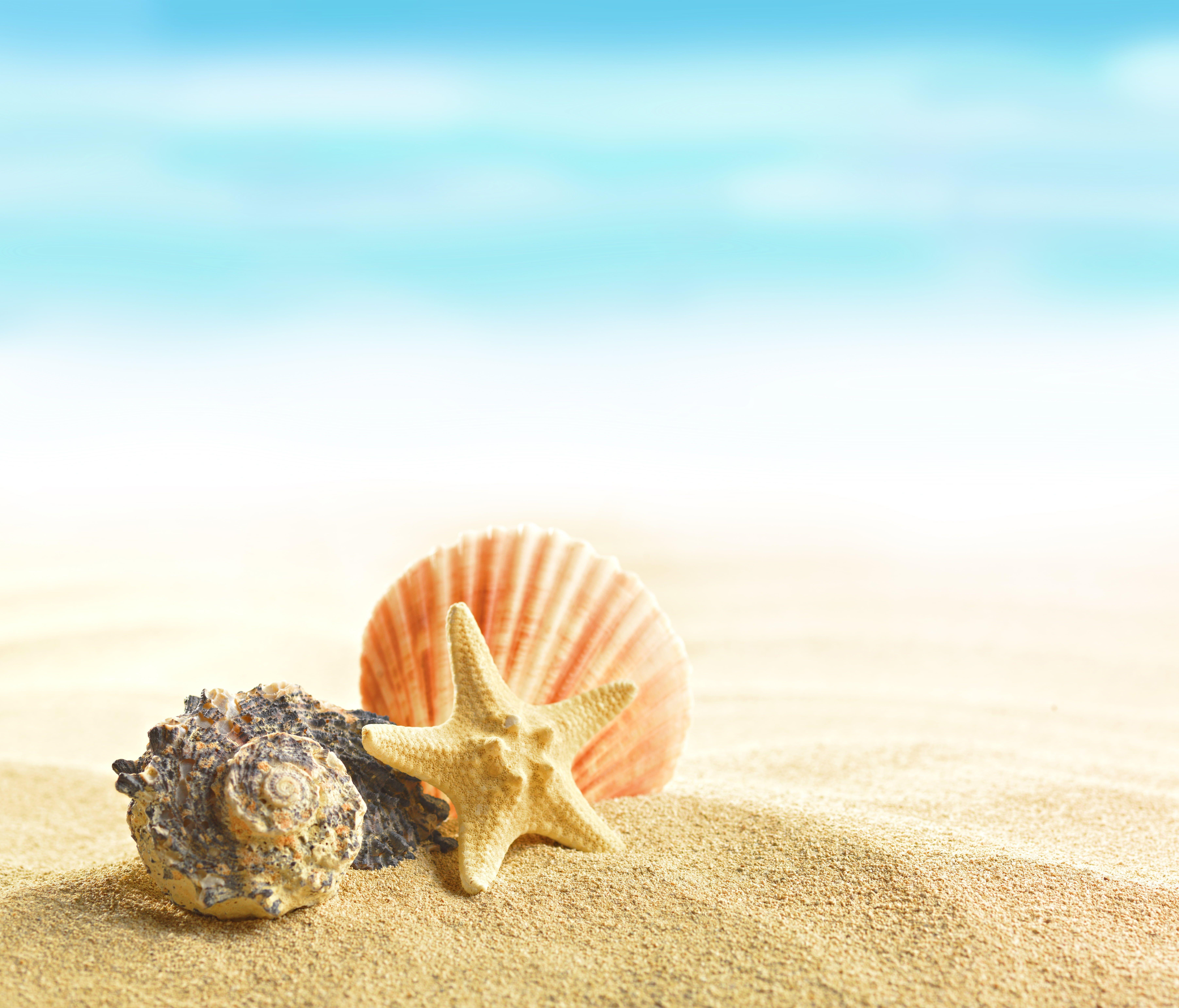 starfish and shell at the beach summer beach sand shells